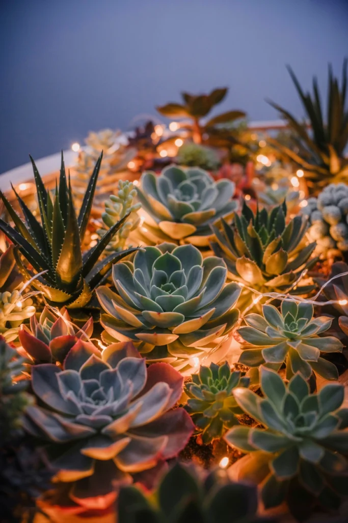 Fairy Light Succulent Garden